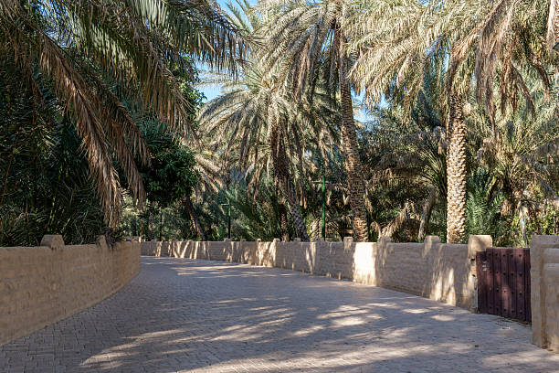 istock quiet path in oasis Al Ain, UAE, surrounded by tall palm trees and green fronds. Sunlight filters through the palms, casting soft shadows. A peaceful spot in the oasis 2209501696