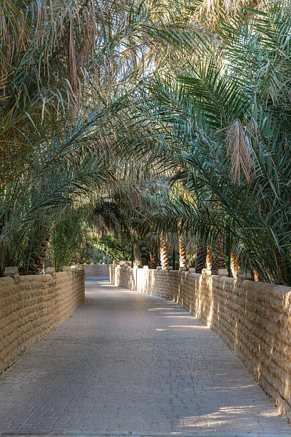 quiet path in oasis Al Ain, UAE, surrounded by tall palm trees and green fronds. Sunlight filters through the palms, casting soft shadows. A peaceful spot in the oasis