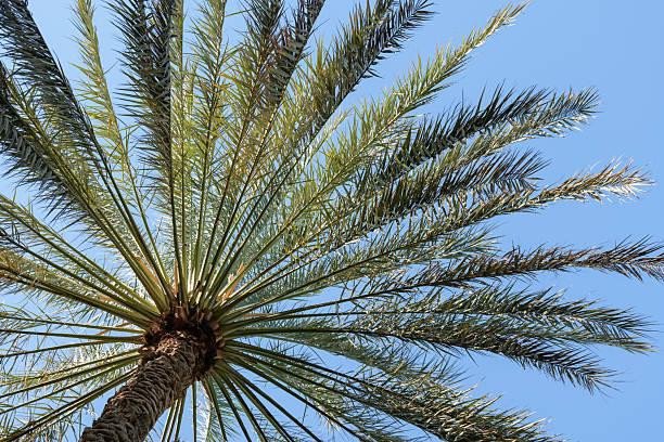 istock Palm trees against the clear blue sky on a bright sunny day 2209502517
