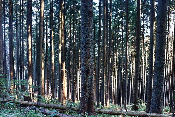 Sunlight Filtering Through a Dense Forest