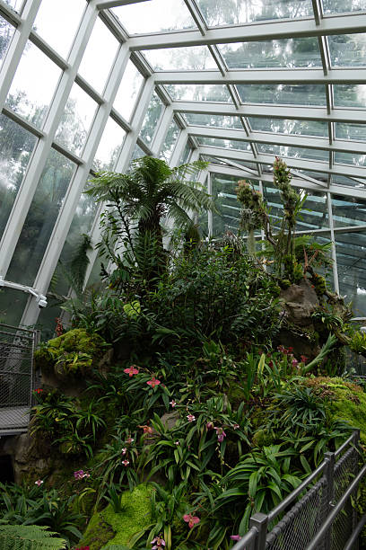 istock Singapore Botanic Gardens Orchids 2209504553