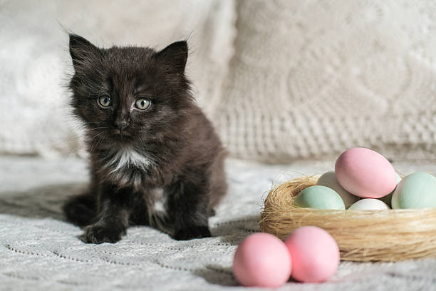 istock Fluffy black kitten and nest with pastel Easter eggs 2209504917