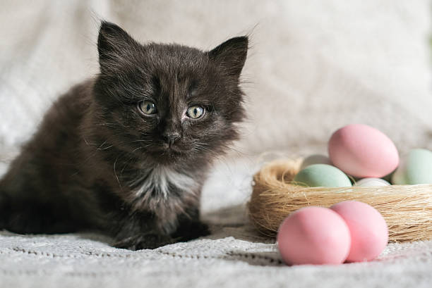 istock Fluffy black kitten with gray eyes sits beside a straw nest with pastel Easter eggs against a soft knitted blanket 2209505005