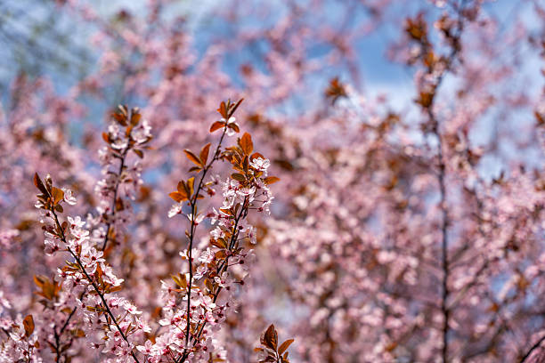 istock A tree with pink flowers of cherries. 2209505019