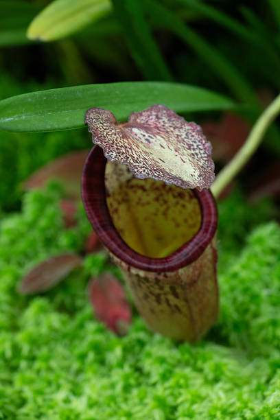 istock Singapore Botanic Gardens Orchids 2209505320