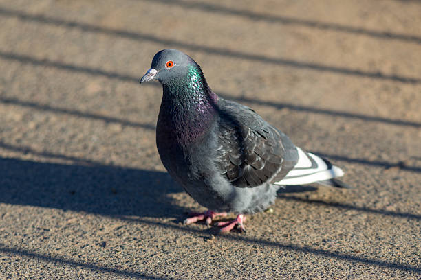 closeup portrait of a grey pigeon on a sunny day