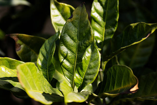 tropical green leaf with shadpws and sun isolated on a natural background