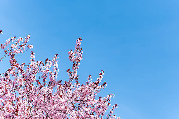 istock A tree with pink flowers is in front of a blue sky 2209507971