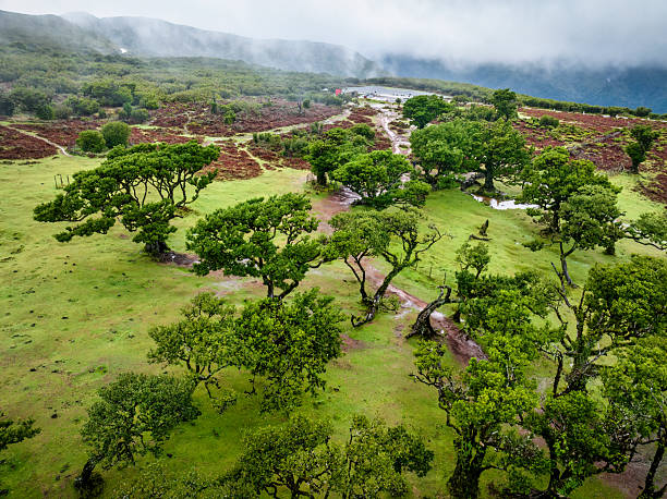 istock Aerial perspective revealing gnarled trees standing amid lush greenery, misty mountain silhouettes framing endemic landscape in Fanal forest, Madeira, Portugal 2209510002