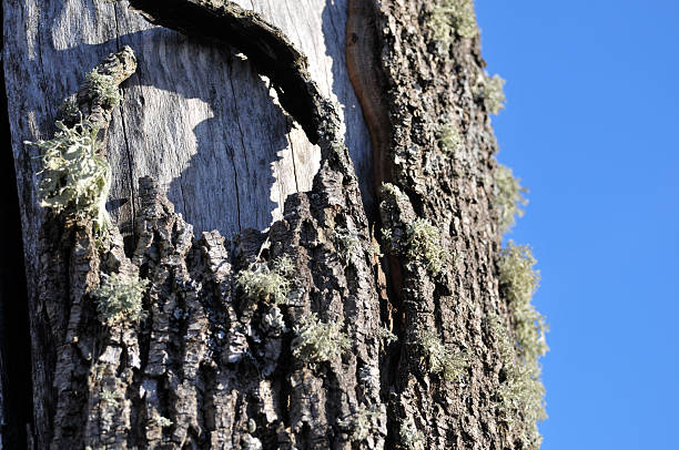 Texture of a cut tree with annual rings.