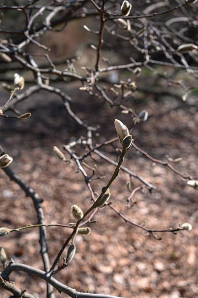 istock magnolia buds swell on bare branches, bathed in spring sunlight, sunlight, sunny 2209512209