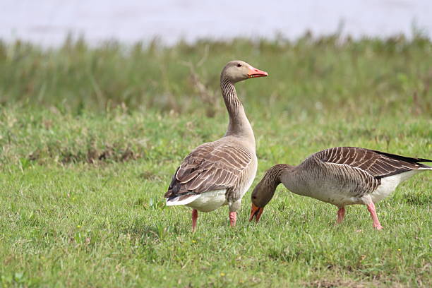 istock Gansos, Pato, Abejaruco, ansares, bee eat, goose, duck 2209512438