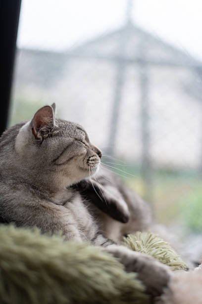 istock Cute cat relaxing by the window 2209512896