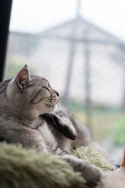 Cute cat relaxing by the window