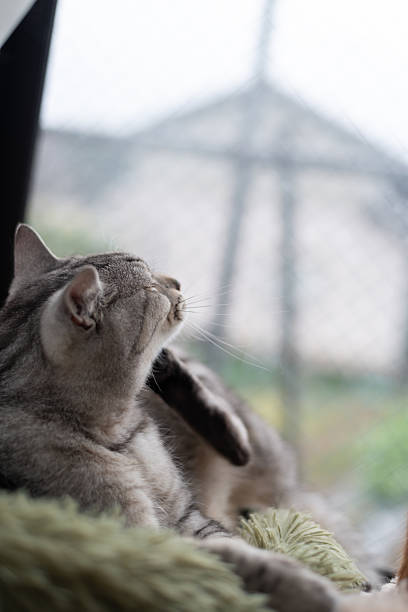 istock Cute cat relaxing by the window 2209512919