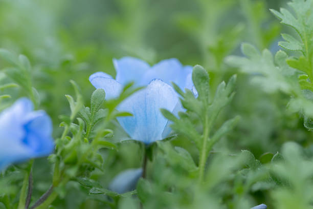 Beautiful Nemophila in bloom