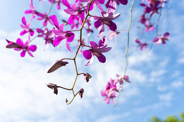Vibrant purple orchid blossoms contrast beautifully against a clear blue sky with scattered clouds, creating a cheerful and refreshing scene ideal for nature-themed projects.
