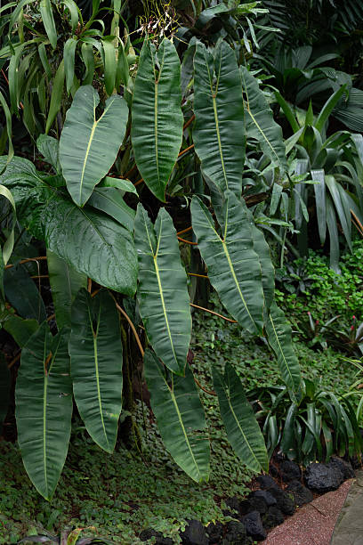 istock Singapore Botanic Gardens Orchids 2209516080