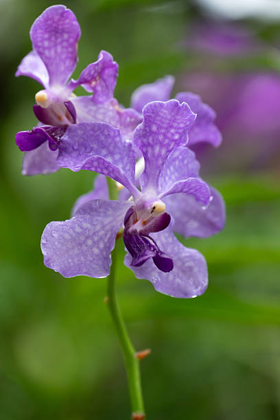 Singapore Botanic Gardens Orchids