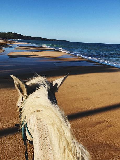 Female friends during horseback riding on the beach