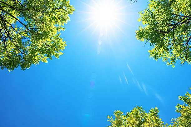 istock View to blue sky with sunbeams through treetops 2209518186
