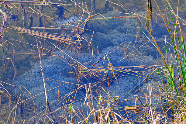 Reedbed in the rain with its reflection in the lake.