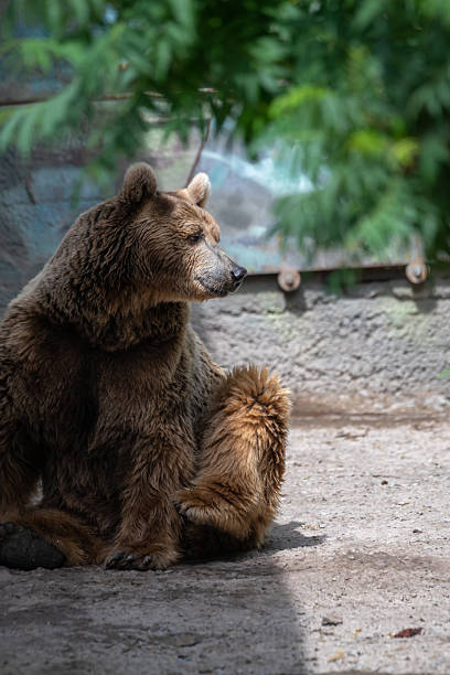istock Brown bear resting under foliage in natural habitat during daytime 2209520601