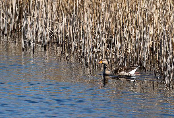 Greylag goose in a nature reserve. This is at Woodwalton Fen Cambridgeshire.