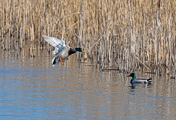 istock Mallard landing on water 2209522196