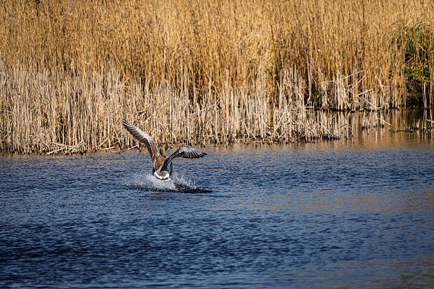 Greylag goose in a nature reserve. This is at Woodwalton Fen Cambridgeshire.