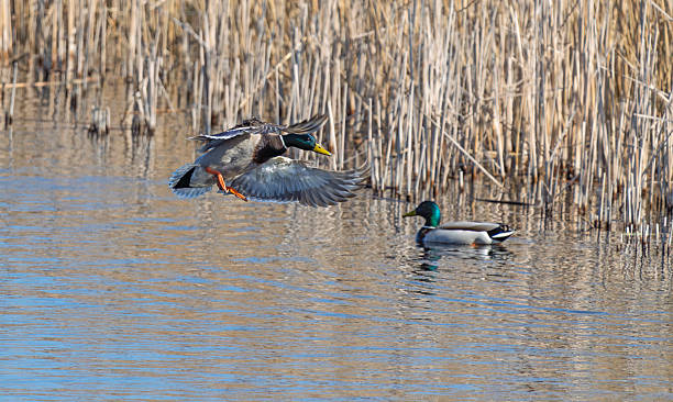 istock Mallard landing on water 2209522551