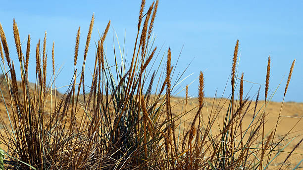 istock Golden Sand Grains Blowing Over Desert Dunes in the Wind 2209524525