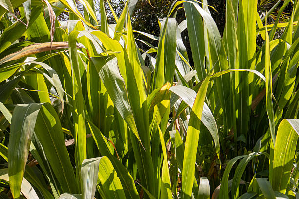 istock corn growing in Kurseong, Darjeeling, India 2209526475