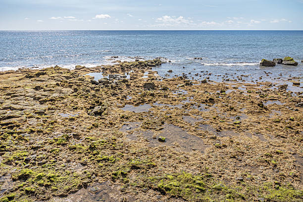 istock Tidal zone on a lava covered coast at low water 2209528190