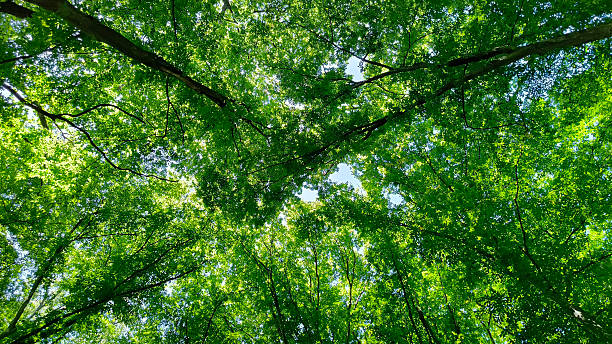 istock Fruska Gora national park in the summer 2209531896