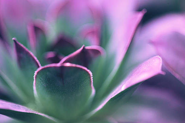 istock Close up of succulent plants backgruond 2209532302