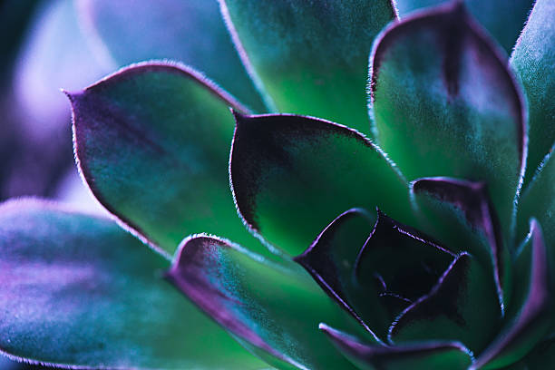 istock Close up of succulent plants backgruond 2209532647