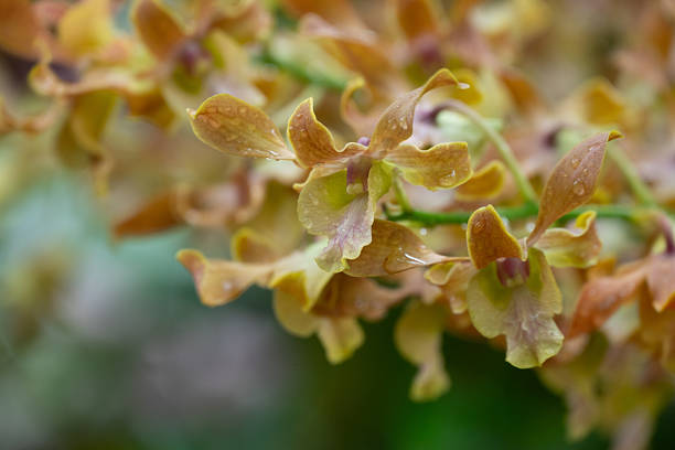 Singapore Botanic Gardens Orchids