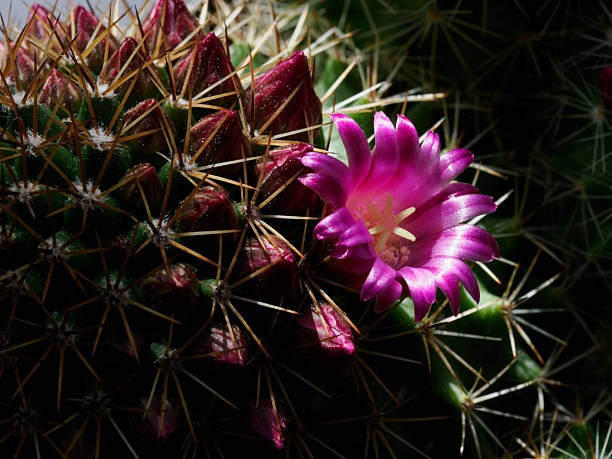 Blooming Succulent plant in a pot