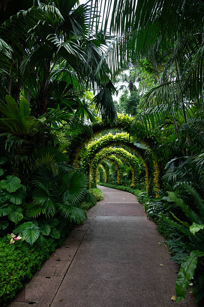 Singapore Botanic Gardens Orchids