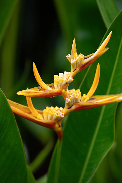 istock Singapore Botanic Gardens Orchids 2209534930