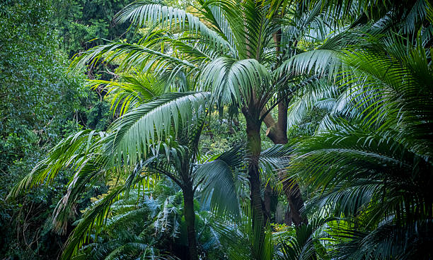 istock Lush green vegetation. Jungle background. 2209537251