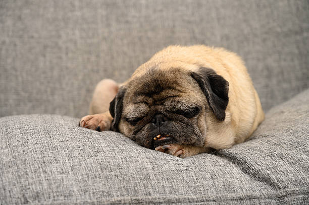 istock Pug blissfully resting on soft gray couch during a peaceful afternoon 2209537911