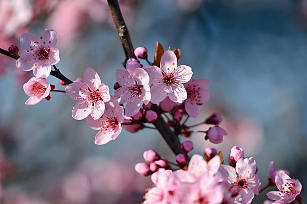istock Spring background. Beautiful colorful blooming spring tree. Japanese cherry - Sakura. Nature background. 2209538165