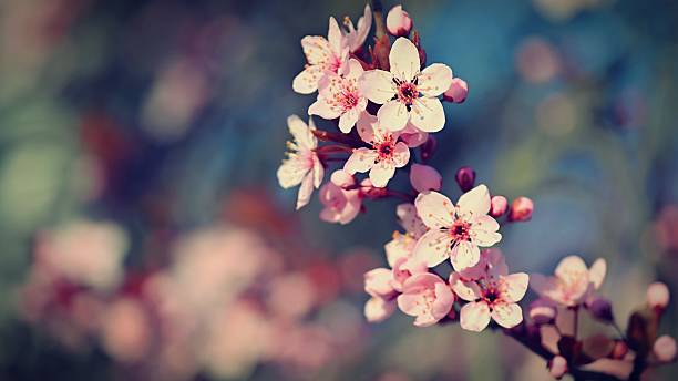 Spring background. Beautiful colorful blooming spring tree. Japanese cherry - Sakura. Nature background.