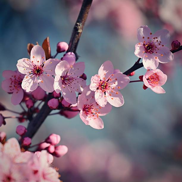 istock Spring background. Beautiful colorful blooming spring tree. Japanese cherry - Sakura. Nature background. 2209538232