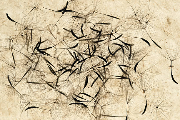 dandelion seeds on a brown paper