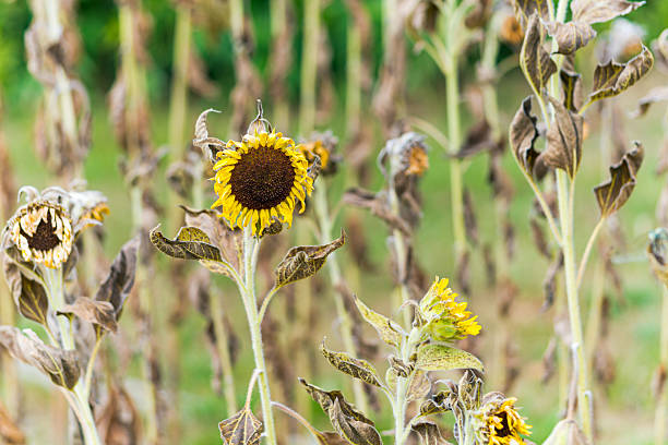 Withered sunflower in the sunflower field