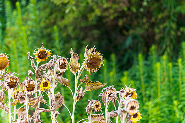 Withered sunflower in the sunflower field