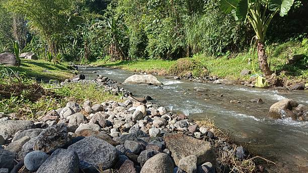 istock A clear stream flows gently through a lush green garden under the bright blue sky, surrounded by tropical plants and banana trees, creating a peaceful and refreshing natural scene. 2209542921